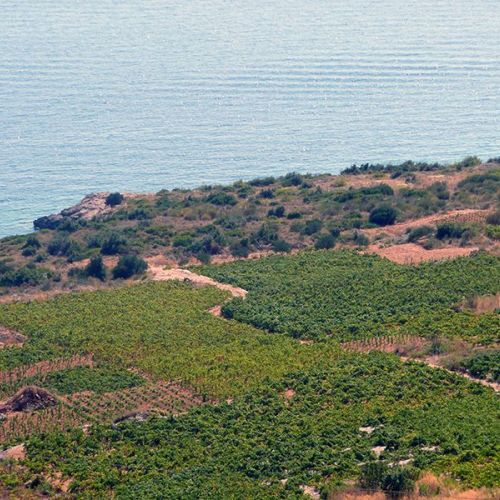Production and sales of wine and olive oil
